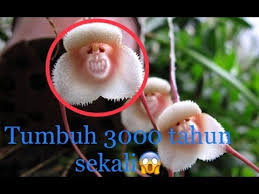 We did not find results for: 8 Jenis Bunga Ini Sangat Langka Keberadaannya Fakta Bunga No 4 Bikin Melongo Bahasdunia Youtube