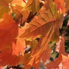 Foliage is held on the tree later into fall than with most cultivars. Acer Rubrum October Glory Bareroot Maple Tree Spd Fife