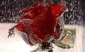 أجمل 40 خلفية عالية الدقة للورد الاحمر مداد الجليد flower wallpaper red rose flower lovers art