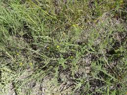 Image result for Pentzia incana