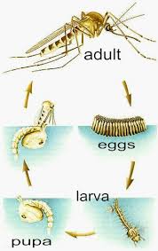 Mosquito Control Methods In Malaysia Different Types Of Mosquitos In 2020 Mosquito Life Cycle Mosquito Life Cycles