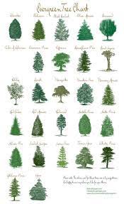 .these three little creeping vines put forth their hands with joy. Image Result For Wispy Evergreens Landscaping Trees Evergreen Landscape Landscape Trees