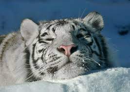 Happy White Tiger Catster Pet Cat Photos Big Cats Bengal Cat