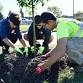 Community Tree Planting in Brooklyn Park