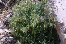 Image result for Cystostemon hispidissimus