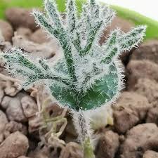 Image result for Eriospermum