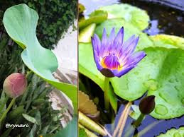 Bunga lotus atau seroja adalah tumbuhan tahunan yang hidup di air. Antara Seroja Dan Teratai Rynari