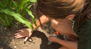We did not find results for: How To Grow A Three Sisters Garden Play Cbc Parents