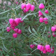 Pin On Plants