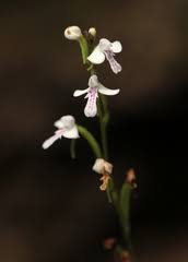 Image result for Cynorkis buchananii