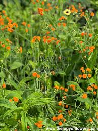 Image result for Emilia juncea