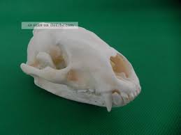 Echter Dachs Schadel Badger Skull Praparat Knochen Raubtier Skelett 62 5 2
