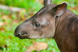 The jungle is full of surprises because wild animals use natural color and camouflage to avoid detection among thick leaves, long trees and. Pictures Of Rainforest Animals Clashing Pride