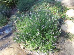 Plant database entry for coast rosemary (westringia 'wynyabbie gem') with 28 data details. Westringia Wynyabbie Gem Coastal Rosemary Gardening With Angus