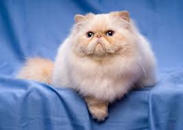 The american persian developed a unique style and evolved. Persian Cat Price Range Persian Kittens For Sale Cost Where To Buy