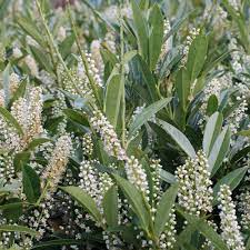 Allow the plant to grow as naturally as possible, and trim only as. Prunus Laurocerasus Otto Luyken Best4hedging