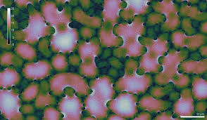 Usually because they are thirsty! Why Do Plants Make Puzzle Shaped Cells Human Frontier Science Program