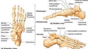 Left Foot Ankle Bone Anatomy Bone Anatomy Of Foot Anatomy