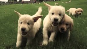 When Golden Retriever Puppies Attack With Cuteness Dogtime Golden Retriever Labrador Retriever Puppies Puppies