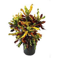 Image result for Croton kilwae