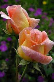 Joy, happiness and excitement thornless: 170 Best Orange Peach Roses Ideas Peach Roses Rose Orange Roses