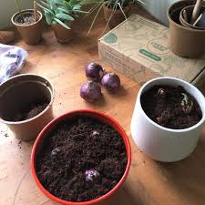 For most typical vegetable and annual flower plants, we like to use. A Seed Pantry Guide To Growing Flower Bulbs Indoors Seed Pantry Blog