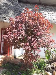 Image result for Euphorbia cotinifolia