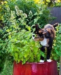 How To Grow Catnip Growing Catnip Mosquito Repelling Plants Catnip Plant