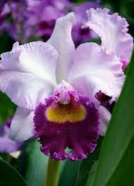 Orquídeas moradas aisladas sobre un fondo blanco. 16 Mis Orquideas Y Yo Orquideas Plantas De Orquideas Jardin De Orquideas