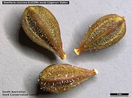 Image result for Gerrardinaceae