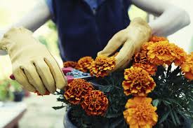 Don't leave them in dry soil for more than a couple of days. When Should I Deadhead Marigolds Tips On Removing Spent Marigold Flowers