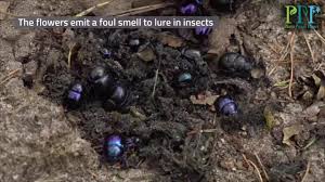 Image result for Hydnora abyssinica