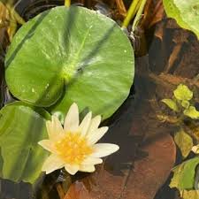 Image result for Englerophytum rwandense