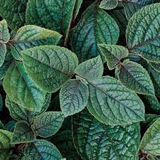 Image result for Plectranthus mandalensis