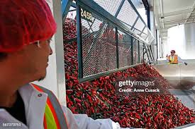 248 Anne Pepper Stock Photos, High-Res Pictures, and Images