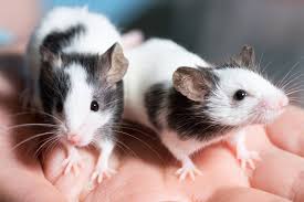 Eine lebenslange immunität wird nach einer erkrankung angenommen. Hantavirus Infektionen Hantaviren