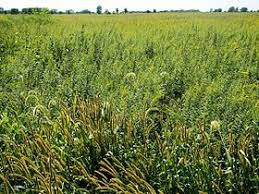 Grasslands occur naturally on all continents except antarctica and are found in most ecoregions of the earth. Grassland Simple English Wikipedia The Free Encyclopedia