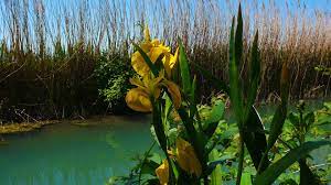 ✅ homelook.it è una grande piattaforma per interior. Iris Giallo Giaggiolo Acquatico Ambiente E Biodiversita