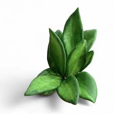 Image result for Cyanastrum