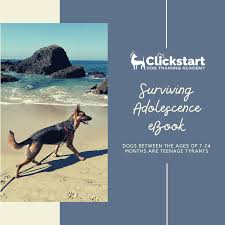 This image watch dogs legion background can be download from android mobile, iphone, apple macbook or windows 10 mobile pc or tablet for free. A Survivor S Guide To Adolescent Dogs Clickstart Dog Training