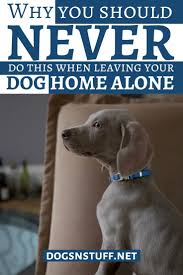 Why You Should Never Do This When Leaving Your Dog Home Alone Dogs N Stuff In 2020 Dogs Crate Training Dog Anxious Dog