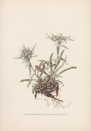 Botanical Print Edelweiss Leontopodium Alpinum Flower Etsy Botanical Prints Vintage Botanical Prints Antique Prints Disekolah edelweiss anak bapak/ibu akan menemukan tempat yang nyaman untuk belajar, mengembangkan potensi kecerdasan dan keterampilan serta karakter. botanical print edelweiss leontopodium