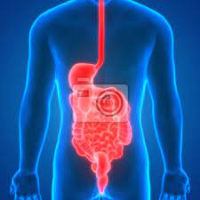 Menschliche Korperorgane Anatomie Magen Gross Und Dunndarm Fototapete Fototapeten Magen Anus Speiserohre Myloview De