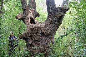 Valoarea arborilor tăiaţi ilegal este de 5.629,91 lei. Din Stejar A Luat Cu Japca 11 Arbori Special Arad Ultimele Ètiri Din Arad