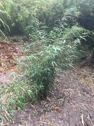 Aplikace čhmú obsahuje předpověď počasí pro čr s rozlišením až na jeden kilometr, výstrahy před nebezpečnými jevy a předpověď aktivity klíšťat. Chusquea Meulleri Chmu Bamboo Sourcery Nursery Gardens