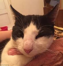 It is better not to try to neutralize the sting with an alkaline substance (like baking soda) or an acid (like vinegar) unless you know for sure what stung. Femail Shares Photos Of Cats Stung By Bees Daily Mail Online