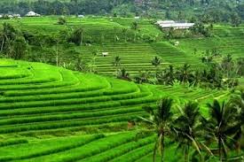 Pesona Keindahan Wisata Sawah Berundak Jatiluwih Di Penebel Tabanan Bali Ihategreenjello
