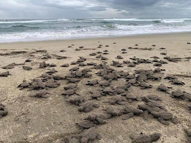GEM | Se liberaron 2.4 millones de crías de tortuga marina en playas de Michoacán