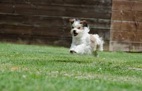 Na wer luckt denn da?? Kostenlose Foto Gras Suss Welpe Haustier Klein Wirbeltier Hunderasse Terrier Kleiner Hund Knuffig Wuschelig Kleiner Hybrid Hybriden Hund Wie Saugetier Hund Kreuzungen 4410x2838 897884 Kostenlose Bilder Pxhere