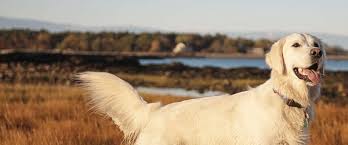 My dog has lymphoma when should i put him down? Lymphoma Subtypes In Dogs Morris Animal Foundation